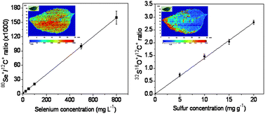 Graphical abstract: Laser ablation (imaging) for mapping and determining Se and S in sunflower leaves