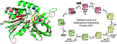 Graphical abstract: Molecular strategies of microbial iron assimilation: from high-affinity complexes to cofactor assembly systems