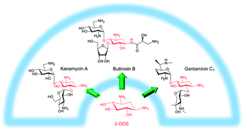 Graphical abstract: 2-Deoxystreptamine-containing aminoglycoside antibiotics: Recent advances in the characterization and manipulation of their biosynthetic pathways