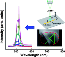 Graphical abstract: Amplified spontaneous emission from single CdS nanoribbon with low symmetric cross sections