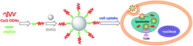 Graphical abstract: Identification of a boron nitride nanosphere-binding peptide for the intracellular delivery of CpG oligodeoxynucleotides