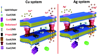 Graphical abstract: Aqueous phase synthesis of copper nanoparticles: a link between heavy metal resistance and nanoparticle synthesis ability in bacterial systems
