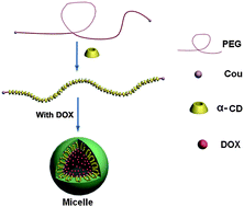 Graphical abstract: Fabrication of novel coumarin derivative functionalized polypseudorotaxane micelles for drug delivery
