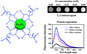 Graphical abstract: One-step synthesis of monodisperse, water-soluble ultra-small Fe3O4 nanoparticles for potential bio-application