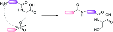 Graphical abstract: Traceless chemical ligations from O-acyl serine sites