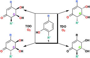 Graphical abstract: Structure, stereochemistry and synthesis of enantiopure cyclohexenone cis-diol bacterial metabolites derived from phenols