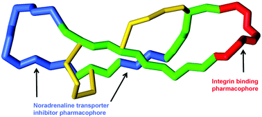 Graphical abstract: Conotoxin engineering: dual pharmacophoric noradrenaline transport inhibitor/integrin binding peptide with improved stability