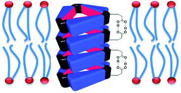 Graphical abstract: Hydrogen bond-assisted macrocyclic oligocholate transporters in lipid membranes