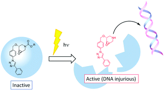 Graphical abstract: Synthesis and evaluation of novel caged DNA alkylating agents bearing 3,4-epoxypiperidine structure