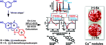 Graphical abstract: Synthesis, optical resolution, absolute configuration, and osteogenic activity of cis-pterocarpans