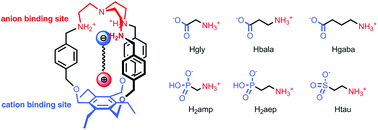 Graphical abstract: A polyoxapolyaza macrobicyclic receptor for the recognition of zwitterions