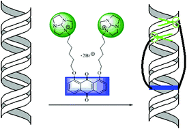 Graphical abstract: Synthesis and enhanced DNA cleavage activities of bis-tacnorthoamide derivatives