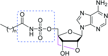 Graphical abstract: New parasite inhibitors encompassing novel conformationally-locked 5′-acyl sulfamoyl adenosines