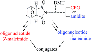Graphical abstract: Easy introduction of maleimides at different positions of oligonucleotide chains for conjugation purposes