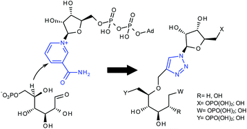 Graphical abstract: Probing myo-inositol 1-phosphate synthase with multisubstrate adducts