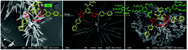 Graphical abstract: A bis(triazole)benzamide receptor for the complexation of halide anions and neutral carboxylic acid guests. Guest-controlled topicity and self-assembly