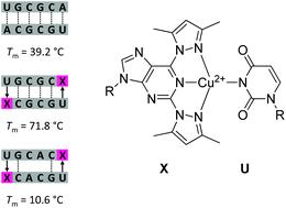 Graphical abstract: 2,6-Bis(functionalized) purines as metal-ion-binding surrogate nucleobases that enhance hybridization with unmodified 2′-O-methyl oligoribonucleotides