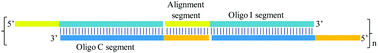 Graphical abstract: Design of synthetic oligoribonucleotide-based agonists of Toll-like receptor 3 and their immune response profiles in vitro and in vivo