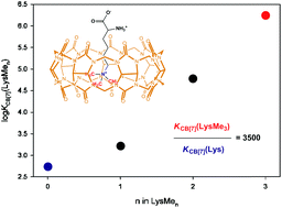Graphical abstract: Selective molecular recognition of methylated lysines and arginines by cucurbit[6]uril and cucurbit[7]uril in aqueous solution