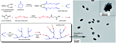 Graphical abstract: Synthesis and micellization of amphiphilic multi-branched poly(p-dioxanone)-block-poly(ethylene glycol)