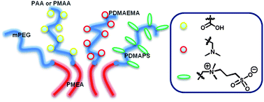 Graphical abstract: Neutral, anionic, cationic, and zwitterionic diblock copolymers featuring poly(2-methoxyethyl acrylate) “hydrophobic” segments