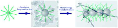 Graphical abstract: RAFT emulsion polymerization of styrene mediated by core cross-linked star (CCS) polymers