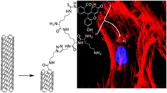 Graphical abstract: Clicking dendritic peptides onto single walled carbon nanotubes