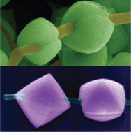 Graphical abstract: Plum-like and octahedral Co3O4 single crystals on and around carbon nanotubes: large scale synthesis and formation mechanism