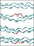 Graphical abstract: Osteogenesis imperfecta mutations lead to local tropocollagen unfolding and disruption of H-bond network