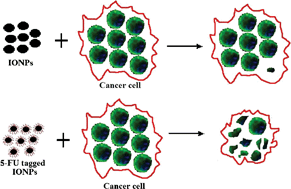 Graphical abstract: Synthesis, characterization and cytotoxicity study of magnetic (Fe3O4) nanoparticles and their drug conjugate