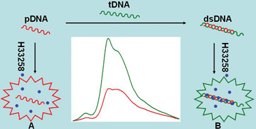 Graphical abstract: Label-free detection of target DNA sequence and single-base mismatch in hepatitis C virus corresponding to oligonucleotide by resonance light scattering technique