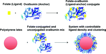 Graphical abstract: Ligand density and clustering effects on endocytosis of folate modified nanoparticles