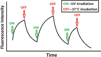 Graphical abstract: Photo-responsive release of ascorbic acid and catalase in CDBA-liposome for commercial application as a sunscreen cosmetic