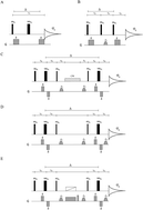 Graphical abstract: Diffusion–diffraction using singlet spin states and various NMR coherences in a J-coupled AX spin system