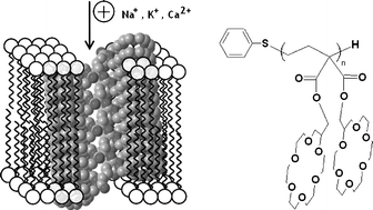 Graphical abstract: A polymeric membrane permeabilizer displaying densely packed arrays of crown ether lateral substituents