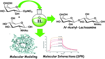 Graphical abstract: Efficient and selective enzymatic synthesis of N-acetyl-lactosamine in ionic liquid: a rational explanation