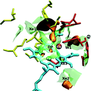 Graphical abstract: Exploring the topography of free energy surfaces and kinetics of cytochrome c oxidases interacting with small ligands