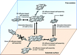 Graphical abstract: Theoretical model of substrate-assisted self-assembly of DNA nanostructures