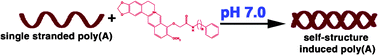 Graphical abstract: 9-O-N-aryl/arylalkyl amino carbonyl methyl substituted berberine analogues induce self-structure in polyadenylic acid