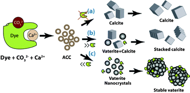 Graphical abstract: Morphosynthesis of framboidal stable vaterite using a salicylic acid-aniline dye as an additive