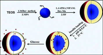 Graphical abstract: Glucose- and temperature-responsive core–shell microgels for controlled insulin release