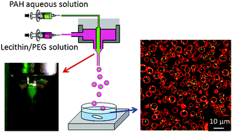 Graphical abstract: One-step preparation of giant lipid vesicles with high encapsulation efficiency using an electrospray technique