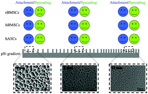Graphical abstract: Screening the attachment and spreading of bone marrow-derived and adipose-derived mesenchymal stem cells on porous silicon gradients