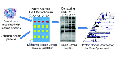 Graphical abstract: The protein corona of dendrimers: PAMAM binds and activates complement proteins in human plasma in a generation dependent manner