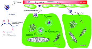 Graphical abstract: Enzymatically triggered multifunctional delivery system based on hyaluronic acid micelles