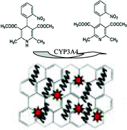Graphical abstract: Electrochemically-driven and dynamic enhancement of drug metabolism via cytochrome P450 microsomes on colloidal gold/graphene nanocomposites