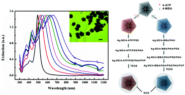 Graphical abstract: Synthesis of size-controlled silver nanodecahedrons and their application for core–shell surface enhanced Raman scattering (SERS) tags