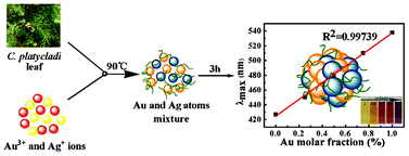 Graphical abstract: Green synthesis of Au–Ag alloy nanoparticles using Cacumen platycladi extract
