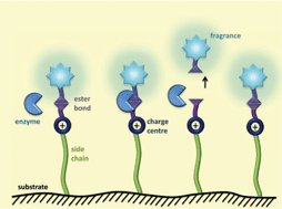 Graphical abstract: Controlled fragrance delivery in functionalised ionic liquid-enzyme systems