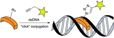 Graphical abstract: Straightforward access to bisbenzamidine DNA binders and their use as versatile adaptors for DNA-promoted processes